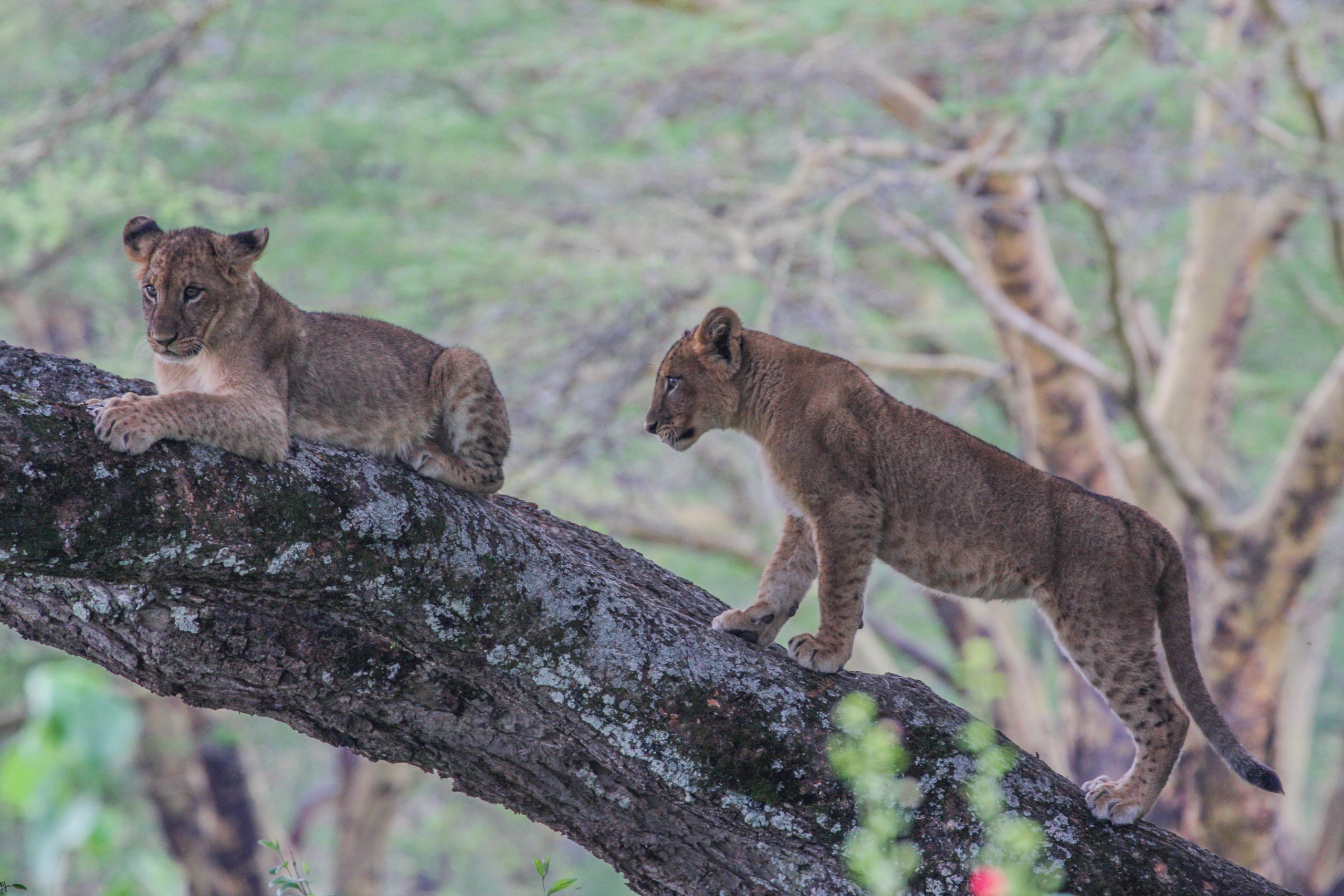 Lake Nakuru Lodge (79)