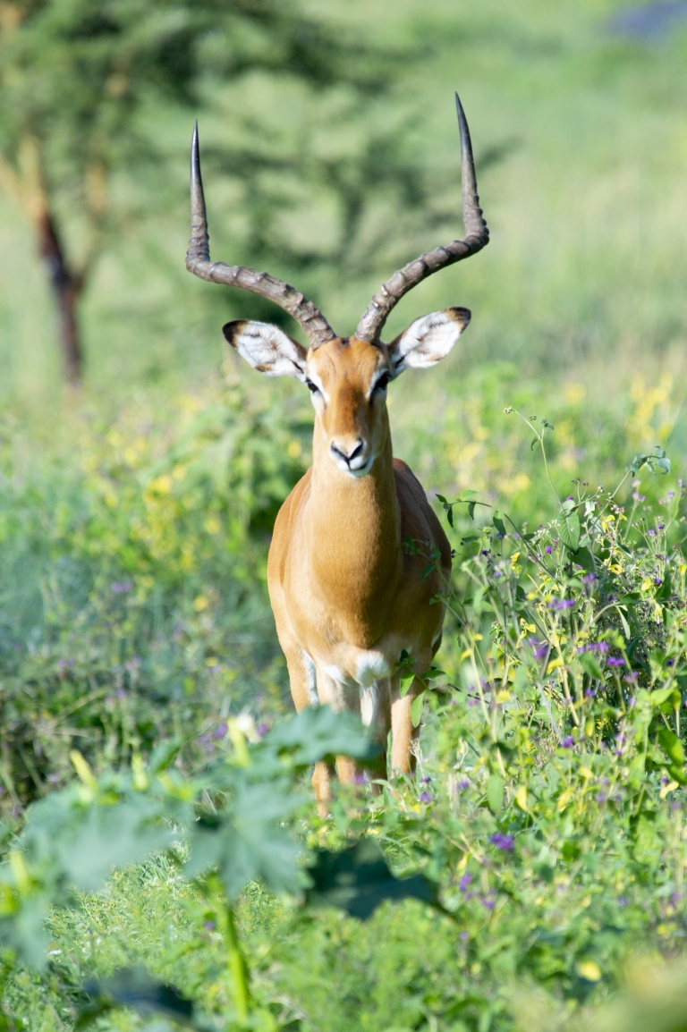 Lake Nakuru Lodge - Nak1094