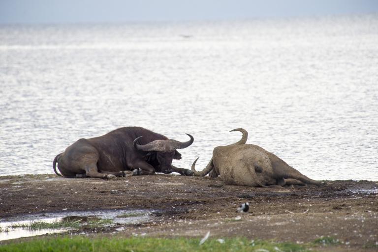 Lake Nakuru Lodge - Buffalo beside the lake