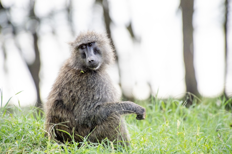 Lake Nakuru Lodge - Nak1181