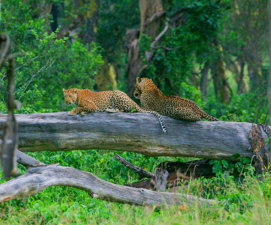 Wildlife at Lake Nakuru National Park