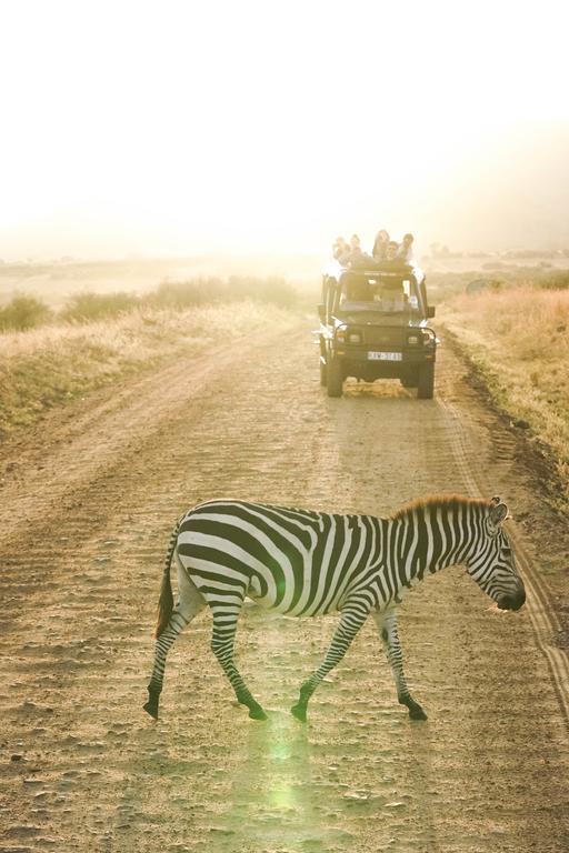 Zebra crossing during a sunrise game drive at Lake Nakuru National Park