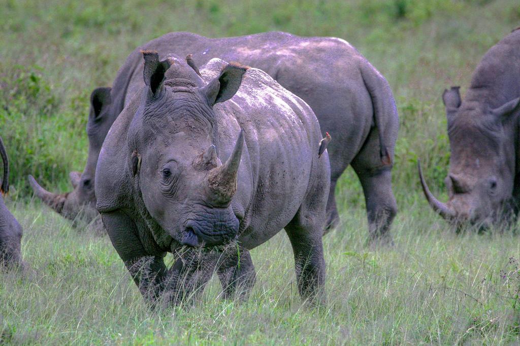 Rhinos at Lake Nakuru National Park