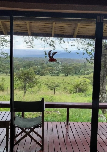 Lake Nakuru Lodge - Mau View